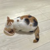 ナーバスなねこ