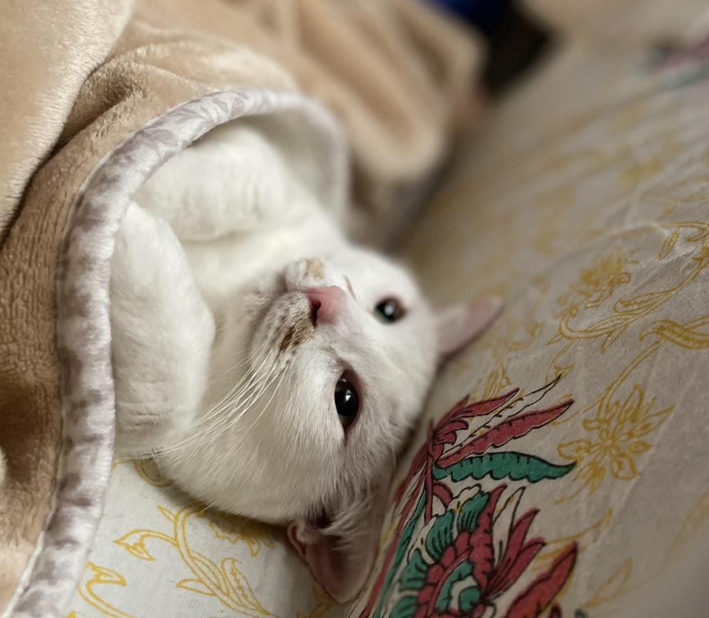夢見るねこ