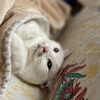 夢見るねこ