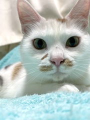 この眼で見つめられると嘘をつけない