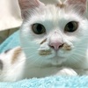 この眼で見つめられると嘘をつけない