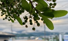 雷雨去り…2