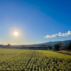 稲刈りはとっくに終わったのに…