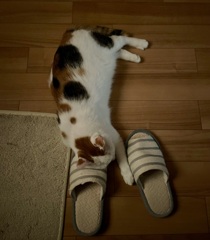 スリッパ♡ねこ…次は枕ねこ