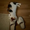 スリッパ♡ねこ…次は枕ねこ