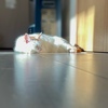 日向ねこ…2