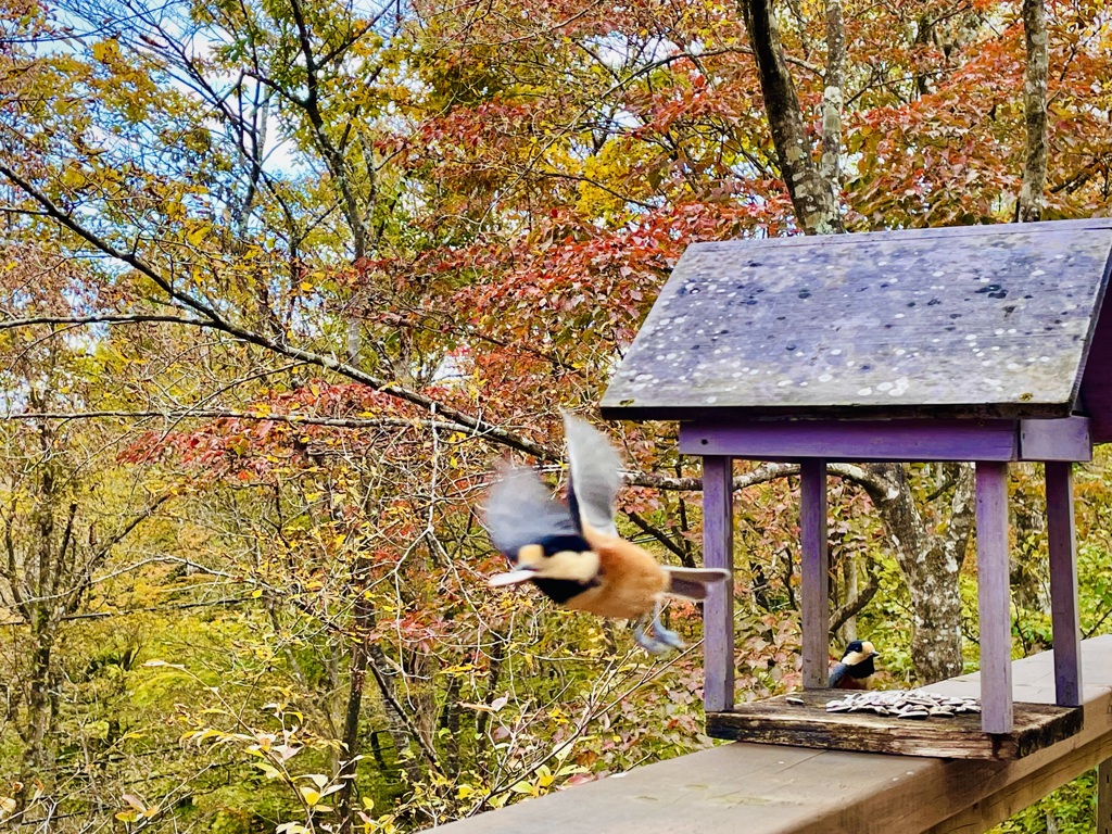 ブレブレヤマガラさん