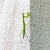 来訪者…あの〜ピンポン♪どこデスカ？