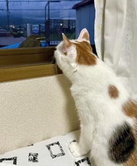 じーっ・・・
