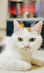 ブロマイドって知ってる？