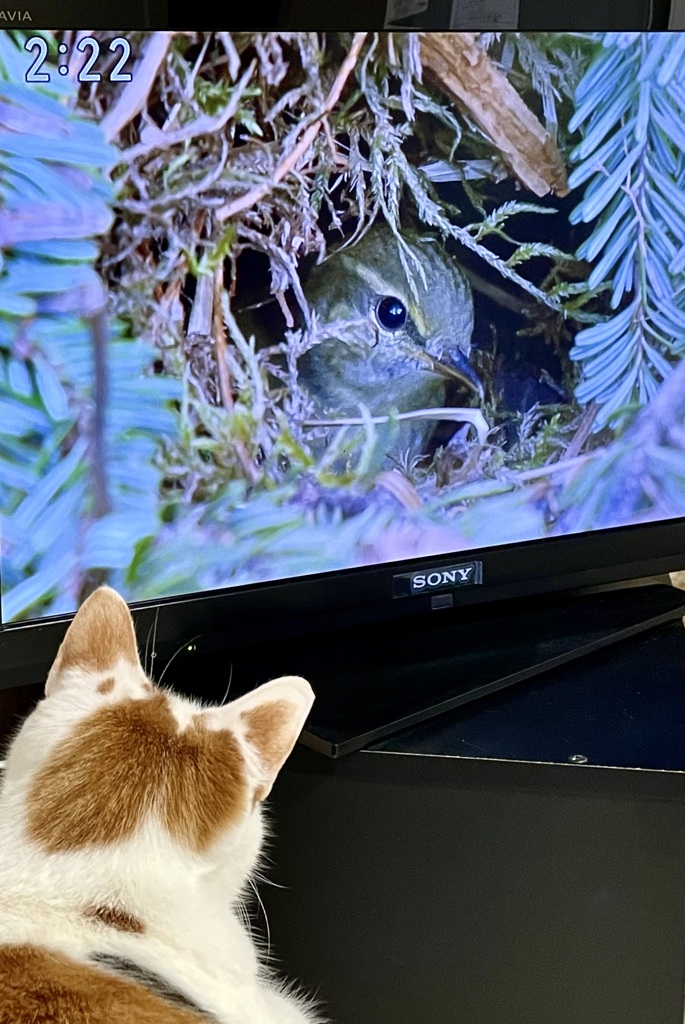 にゃんにゃんにゃん