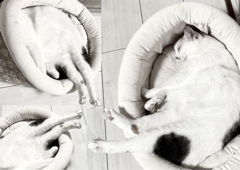 足がむくむねこ