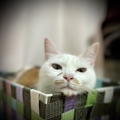 ままがかぜひいた