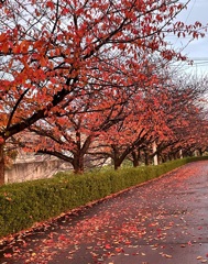 11/25 日の入り後…桜の紅葉