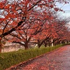 11/25 日の入り後…桜の紅葉