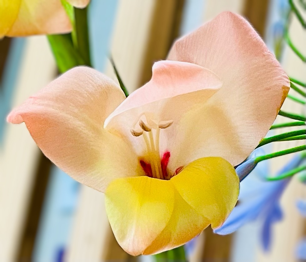 華…その2
