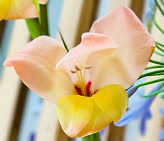 華…その2