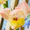 華…その2