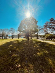 太陽ツリー