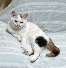 相談に乗るふてねこ…しょーもな