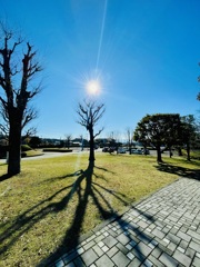 冬の太陽ツリー