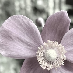 my garden その1 …秋明菊