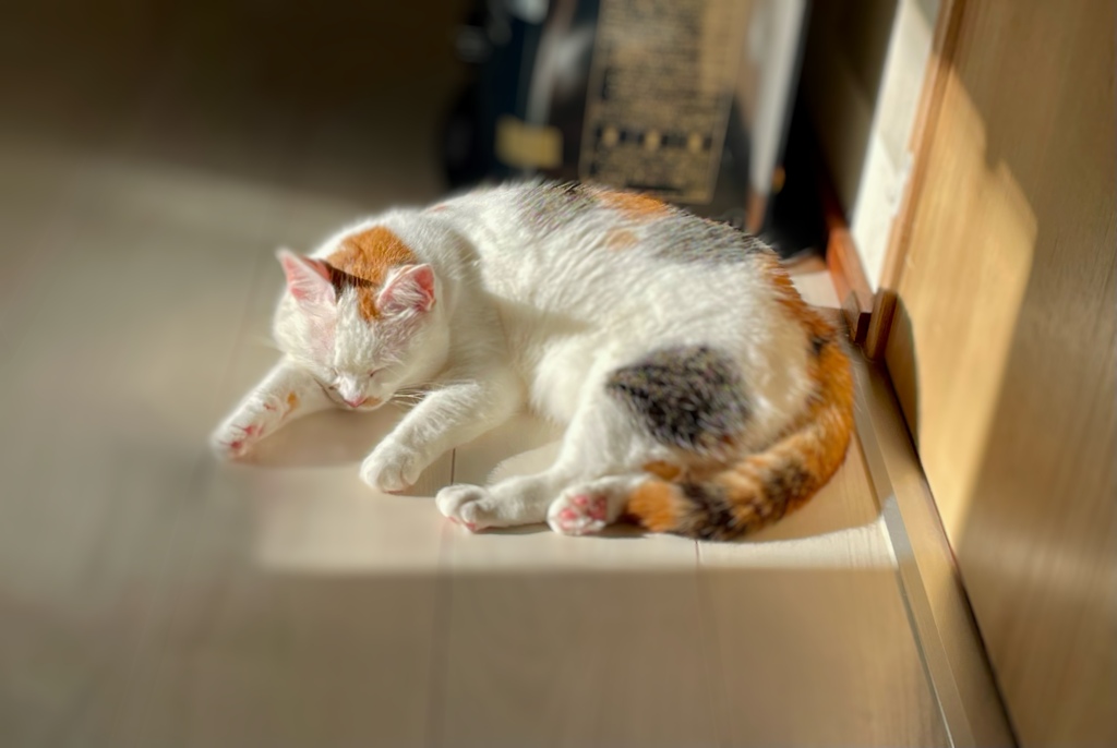 日向ねこ…1