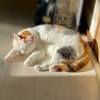 日向ねこ…1