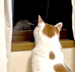 見つめ合うひなとねこ