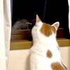 見つめ合うひなとねこ