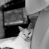 窮屈なねこ