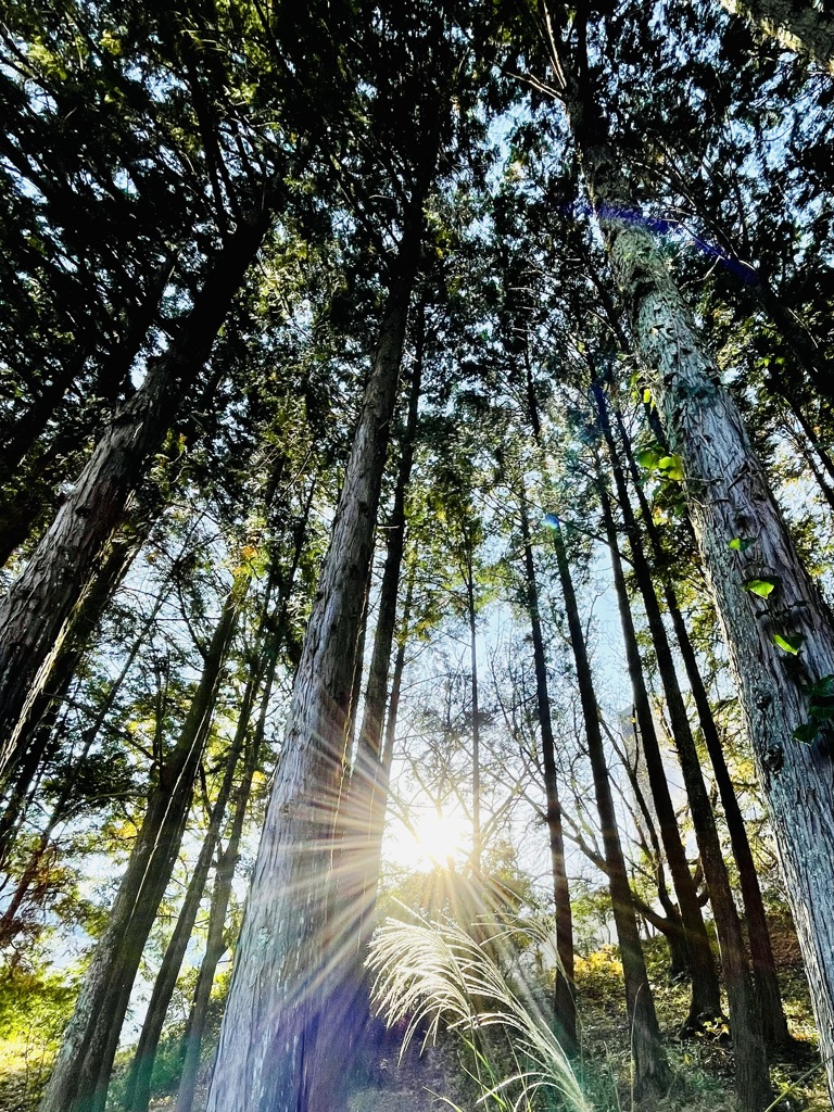 木漏れ日…その2