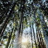 木漏れ日…その2