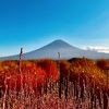 コキアに逢いたくて…その1