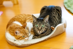 仲睦まじい姿のねっこ