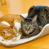 仲睦まじい姿のねっこ