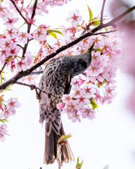 仰向きでの食事