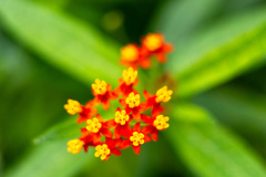 X線上のトウワタ