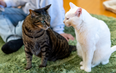 見つめ合う2人