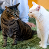 見つめ合う2人