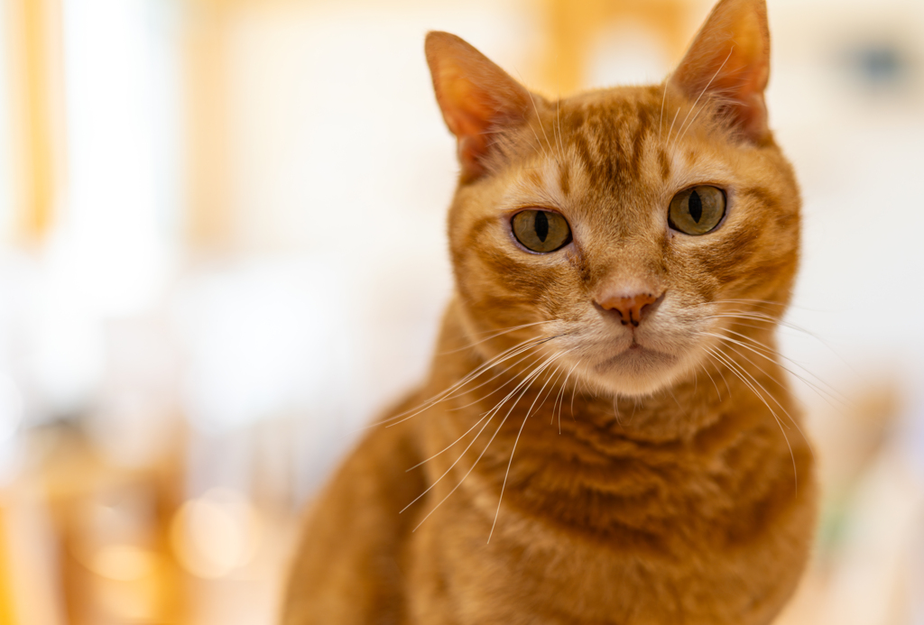 茶トラねっこさんとのお見合い