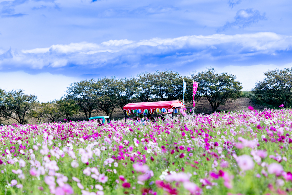 観光トラクター