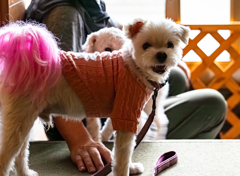 さくらチャンのボーイフレンド