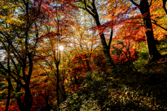 紅葉の中の日光