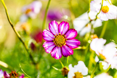 コスモスを選ぶ