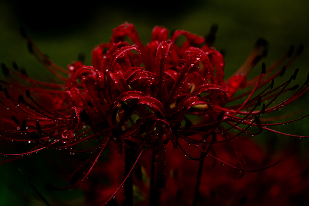 雨の沙羅曼蛇