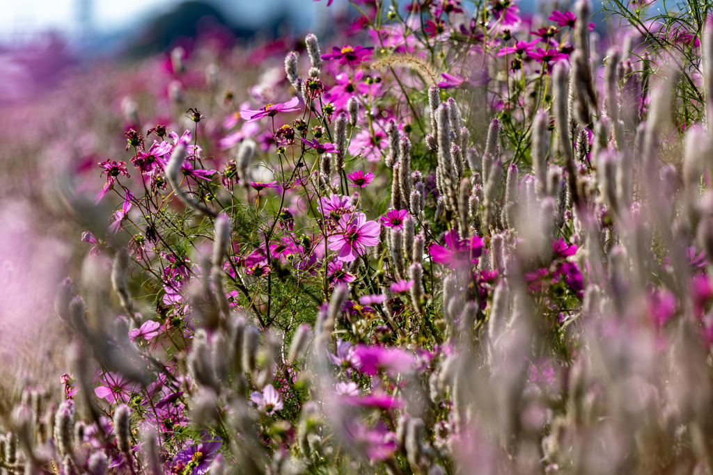 観光トラクタで見た奥地