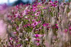 観光トラクタで見た奥地