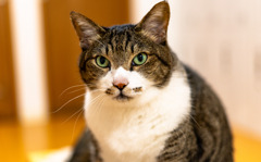 猫さんと、にらめっこ