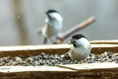 シンクロ率１００％